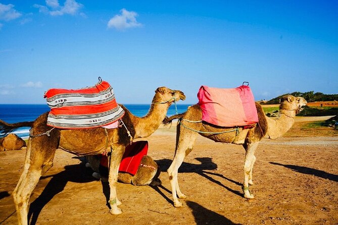 Tangier’s sightseeing Daytour - Place du Grand 9 Avril 1947 and Jardin Mendobia: a calmer break