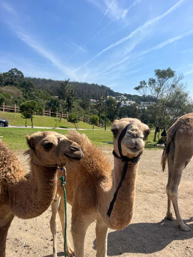 Tangier: Sunset, Tea, Sweets, Camel Ride, and Hercules Caves - Camel Ride at Sunset: The Part That Sits in Your Memory