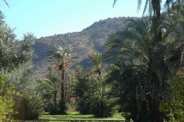 Taroudant and Tiout Oasis Trip With Lunch - Tiout and Its Kasbah Ruins: The Oasis Stop You’ll Remember