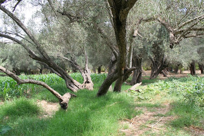 The Sunday Market in Had Draa & Local Food Tasting. - The grilled dromedary moment: bread, olive oil, argan oil, and mint tea