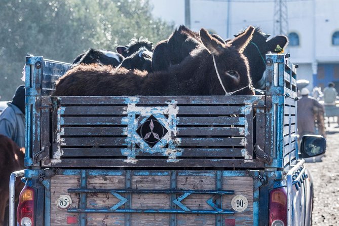 The Sunday Market in Had Draa & Local Food Tasting. - Livestock market reality: what to expect and how to handle it respectfully