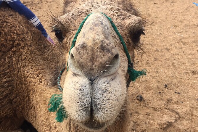 Tour of Tangier 1-2 people with camel ride - Guide Quality, Including Hamid Ben, Bilal, and Rachid