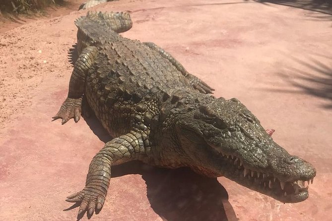 Trip To Croco Park - Families at Crocoparc: kids, playgrounds, and practical pacing