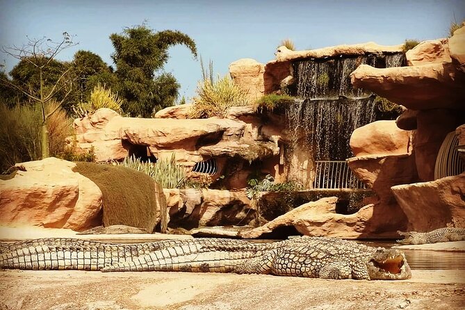 Trip To Croco Park - Should you book this Crocoparc transfer in Agadir?