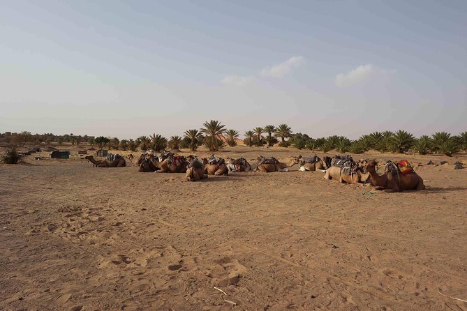 two days in the Zagora desert, Drâa valley from Marrakech - Day 2 Sunrise: First Light, Breakfast, and Camel Ride Time