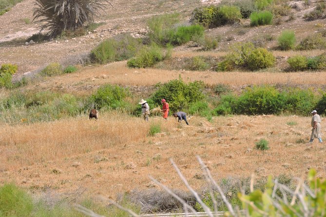 Walk between Argan Forest, Ocean & Waterfalls. 12 km - Tajine Lunch With a Moroccan Family: The Best Reason to Book