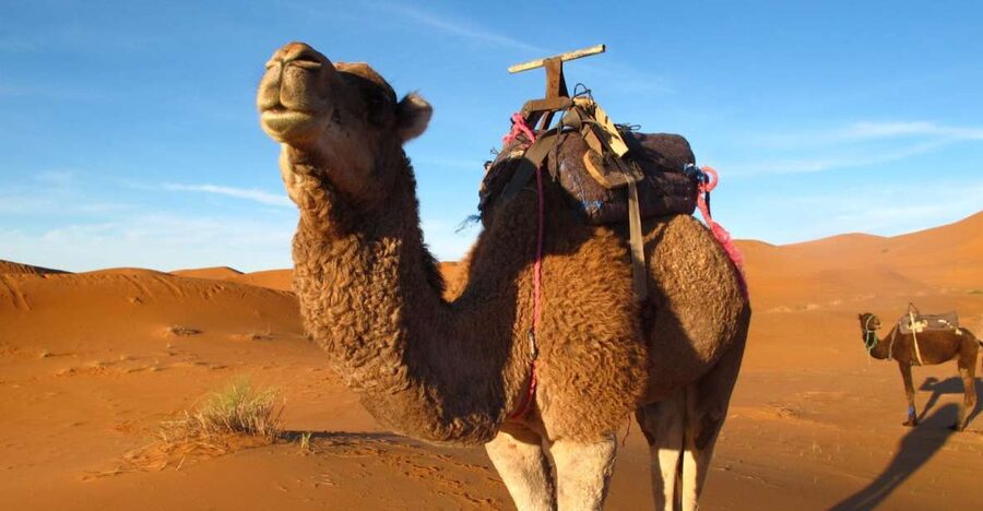 Zagora Sahara Desert Overnight Trip from Ouarzazate - Key Points You Should Know Before You Go