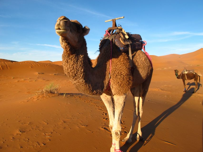 Zagora Sahara Desert Overnight Trip from Ouarzazate - The 1000 Kasbahs Road: Berber Villages and Mudbrick Reality